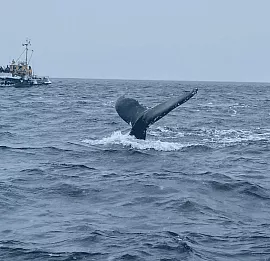 Тур За китами под яркие огни Авроры. Лайт