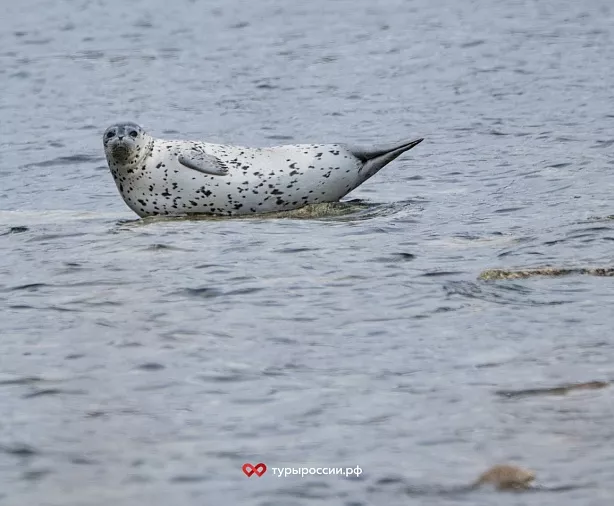 Изображение статьи Национальный парк «Берингия» — как добраться, где жить, что посмотреть Туры России