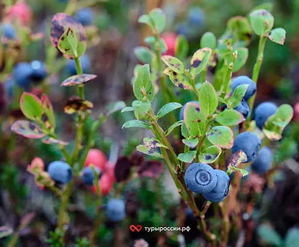 Изображение статьи Отдых в Териберке: как добраться, где жить, что посмотреть Туры России