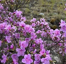 Тур Алтай: Цветение Маральника
