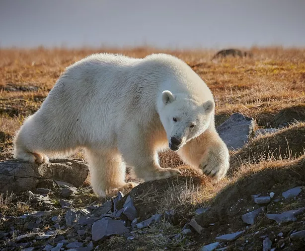 Изображение статьи Отдых на Чукотке: как добраться, где жить, что посмотреть Туры России
