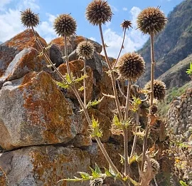 Тур «В сердце Кавказа»