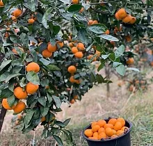 ополнительное фото тура