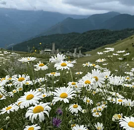 Тур 4 дневный, экскурсионный тур в Северную Осетию и Ингушетию «Осетия как мечта»