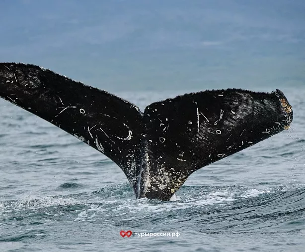 Изображение статьи Туристический маршрут на Полуостров Средний и Рыбачий – как добраться и что посмотреть Туры России