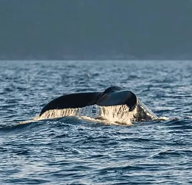 Тур Морские приключения