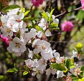 Тур Весенняя рапсодия