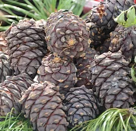 Тур «КЕДРОВЫЙ ТУР»: ПРОВОДЫ СЕВЕРНОГО ЛЕТА