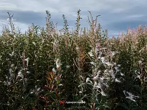 Полуостров Рыбачий