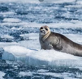 Тур По следам байкальской нерпы