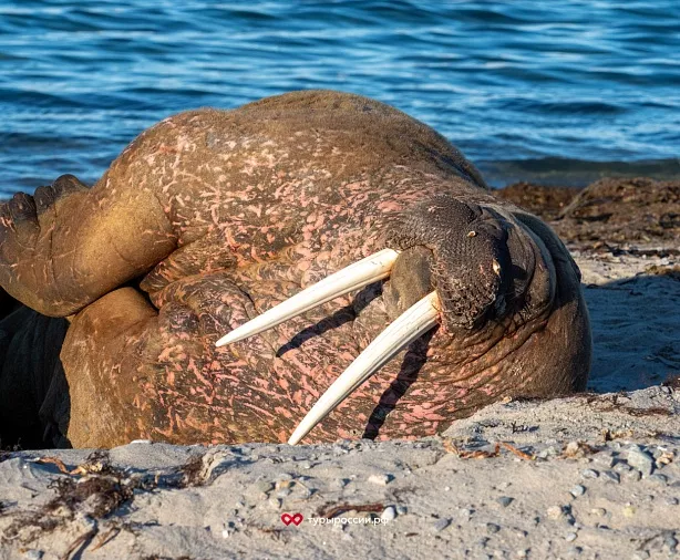 Изображение статьи Где в российской Арктике можно увидеть моржей? Туры России