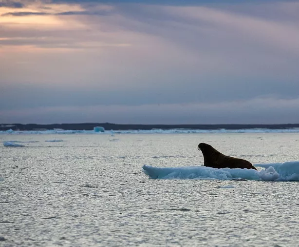 Изображение статьи Русская Арктика: личный опыт посещения земли Франца-Иосифа в составе научной экспедиции Туры России