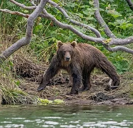 Тур Камчатка: круиз к косаткам и медведям, восхождение на вулканы