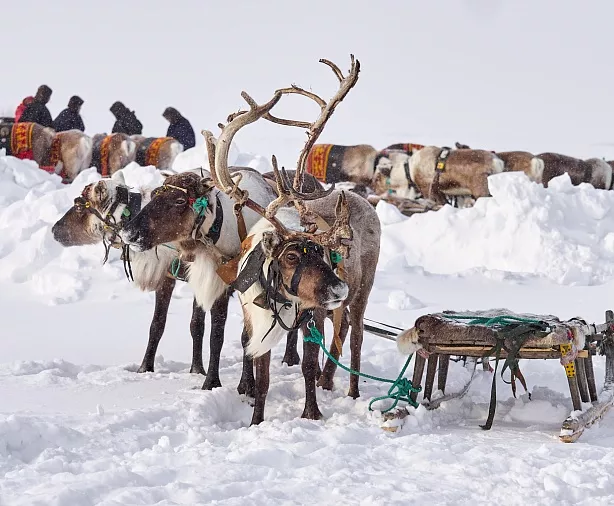 Изображение статьи День Оленевода, Салехард Туры России