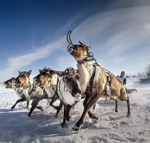 День Оленевода, Салехард