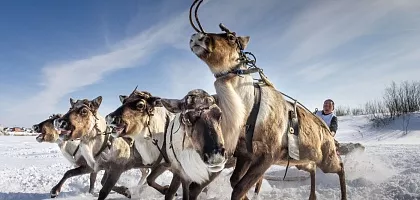 День Оленевода, Салехард