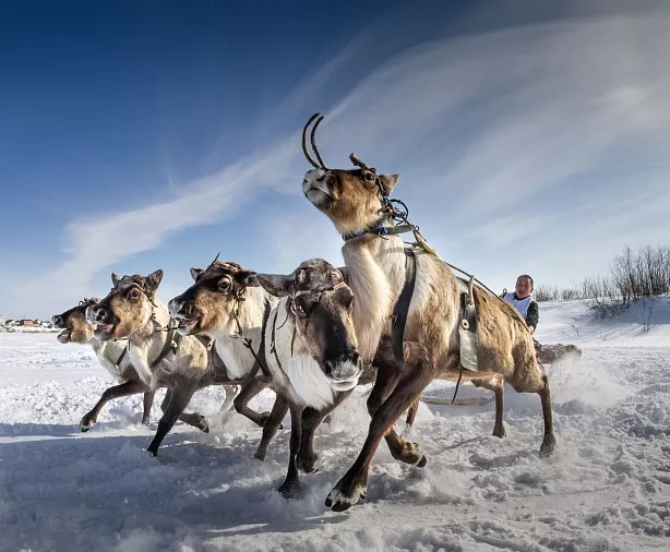 Изображение статьи День Оленевода, Салехард Туры России