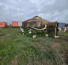 Фото дня 4 тура Наблюдение за промыслом, Мыс Дежнева
