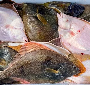 Магадан: рыбалка в Охотском море 1 день