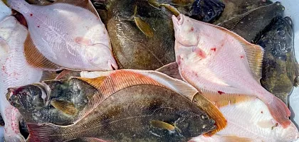 Магадан: рыбалка в Охотском море 1 день