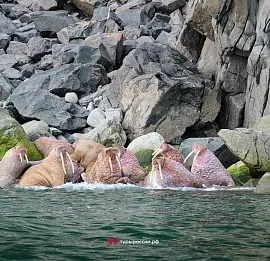 Тур Путешествие по краю земли,Мыс Дежнева,Провидения