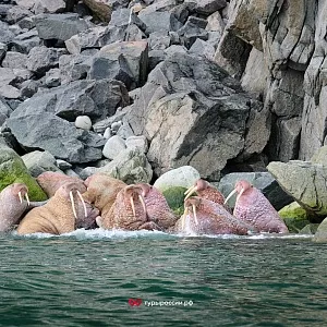 Фото отзыва