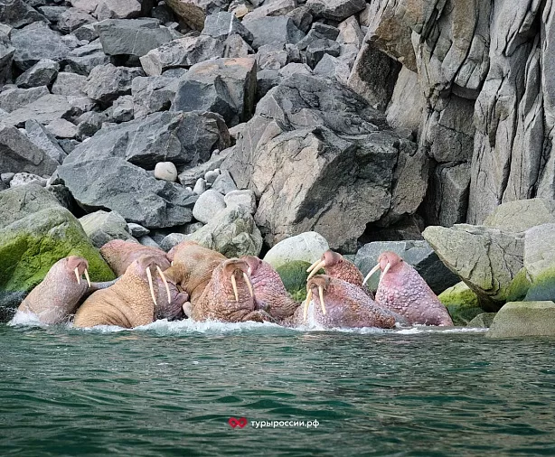 Изображение статьи Национальный парк «Берингия» — как добраться, где жить, что посмотреть Туры России