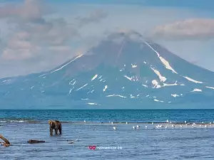 Медведи на Курильском озере