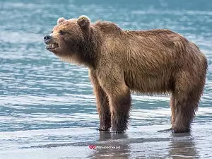 Медведи на Курильском озере
