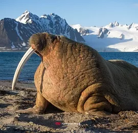 Тур Круиз на Шпицберген из Мурманска без визы