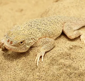 Экскурсия из Махачкалы на Бархан Сарыкум в Дагестане