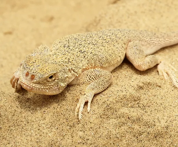 Изображение статьи Экскурсия из Махачкалы на Бархан Сарыкум в Дагестане Туры России