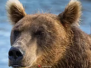 Медведи на Курильском озере