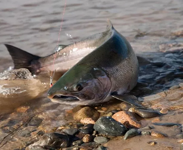 Изображение статьи Экскурсия из Магадана – посещение Хетинских Столбов Туры России