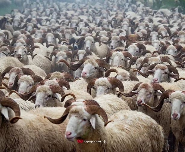 Изображение статьи Экскурсия из Владикавказа: Башенный Комплекс Ний  Туры России