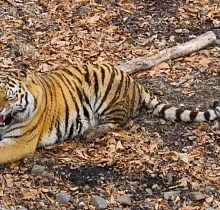 Фото дня 2 тура Заповедные истории: леопард, ларги и море