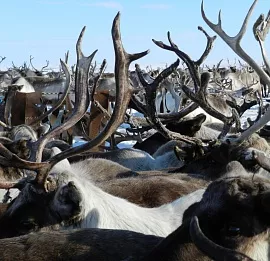 Тур Ямал. Перезагрузка.