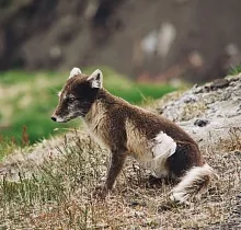 Фото дня 6 тура Круиз на Шпицберген из Мурманска без визы