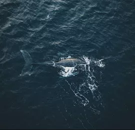 Тур К китам на Кольский