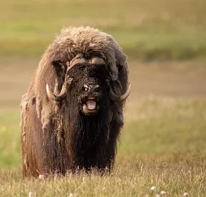 Полуостров Таймыр: что посмотреть, когда ехать, как добраться 