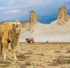 Тур Казахстан: великолепный Мангистау