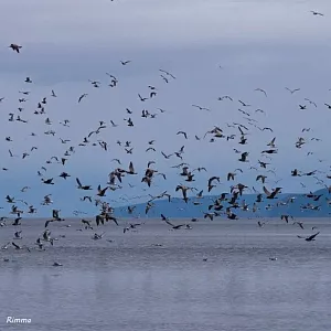 Фото отзыва