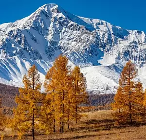 Фотопутешествие на Горный Алтай из Москвы, золотая осень, 7 дней. Личный опыт