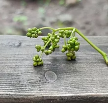 Фото дня 2 тура Заповедные истории: леопард, ларги и море