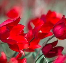 ополнительное фото тура