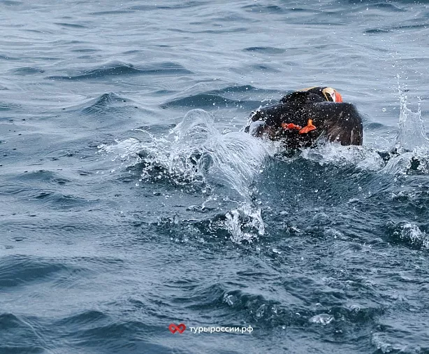 Изображение статьи Национальный парк «Берингия» — как добраться, где жить, что посмотреть Туры России