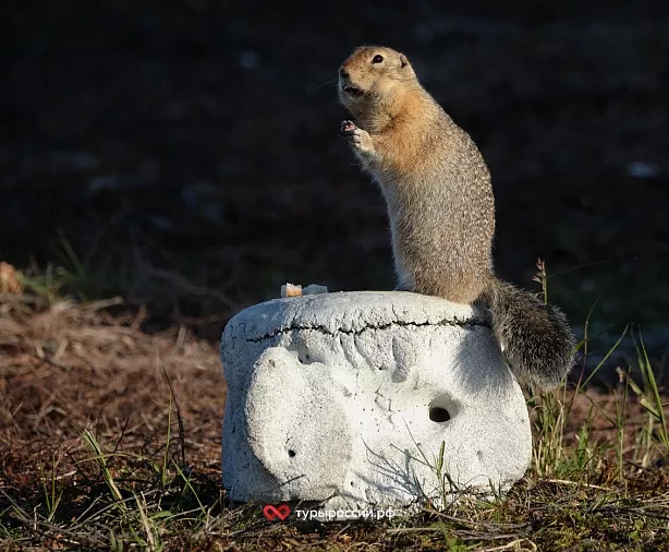 Изображение статьи Национальный парк «Берингия» — как добраться, где жить, что посмотреть Туры России