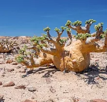 Фото дня 8 тура Большой тур по Анголе: пейзажи, племена, океан
