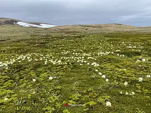 Остров Курильской гряды - Шумшу