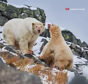 Фотографирование  белых медведей на Чукотке 